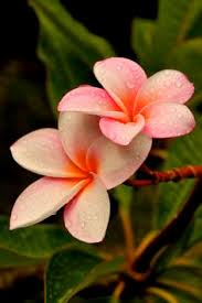 Flower Image